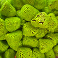 Mûres au melon D'Sito  (100g)
