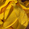 Bananes géantes XXL