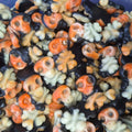 Vidal Pirate (100G)